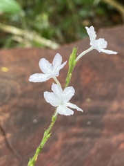 Chamaeranthemum beyrichii