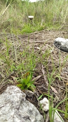 Eriocaulaceae