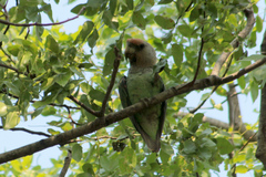 Poicephalus fuscicollis
