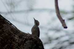 Chloropicus fuscescens