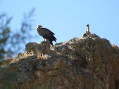 Gyps fulvus fulvus