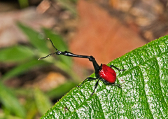 Trachelophorus giraffa