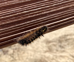Lophocampa