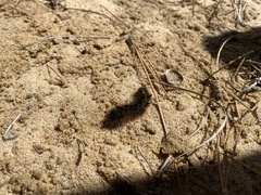 Lophocampa