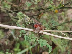 Tachininae