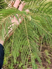 Leucaena pulverulenta
