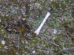 Capreolus capreolus