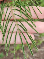 Leucaena pulverulenta