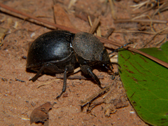 Ocnodes scrobicollis