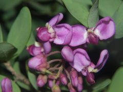 Securidaca longepedunculata