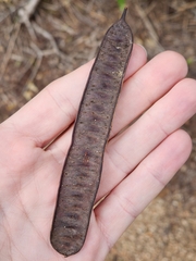 Leucaena pulverulenta