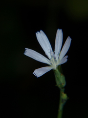 Lactuca inermis