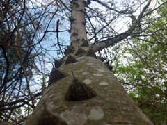 Zanthoxylum rhoifolium