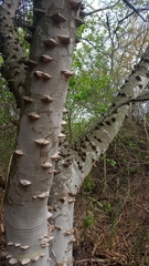 Zanthoxylum rhoifolium