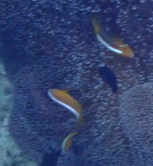Amphiprion sandaracinos