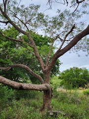 Leucaena pulverulenta