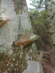 Zanthoxylum rhoifolium