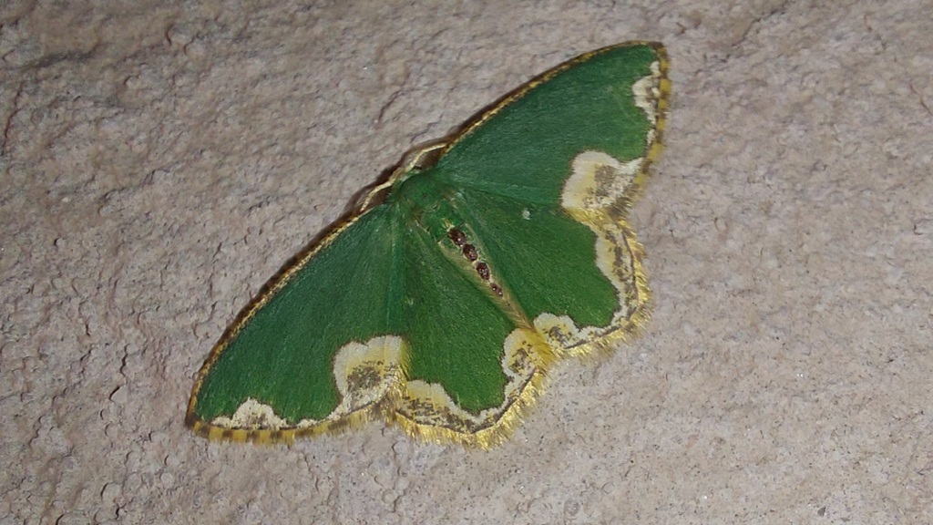 Oospila delacruzi