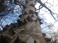 Zanthoxylum rhoifolium