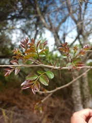 Zanthoxylum rhoifolium
