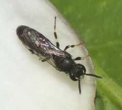 Hylaeus