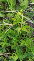 Potentilla humifusa