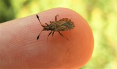 Strobilotoma typhaecornis
