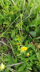 Potentilla humifusa