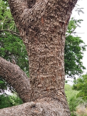 Leucaena pulverulenta