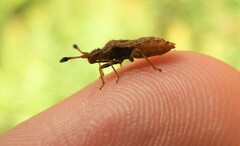 Strobilotoma typhaecornis