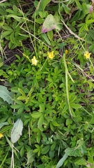 Potentilla humifusa