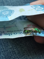 Pseudaugochlora graminea