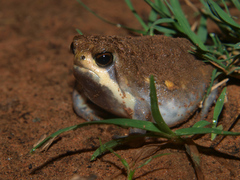 Breviceps