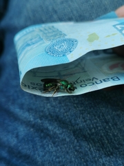 Pseudaugochlora graminea