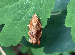 Pandemis cinnamomeana