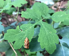 Pandemis cinnamomeana
