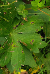 Phytomyza astrantiae