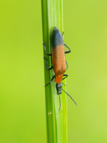 Genus Idgia · iNaturalist NZ