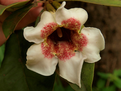 Rothmannia engleriana