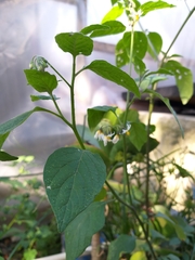 Solanum nigrescens