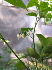Solanum nigrescens