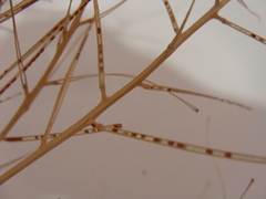 Sisymbrium orientale