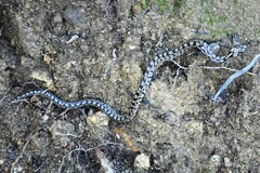 Zamenis scalaris