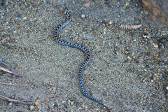 Zamenis scalaris