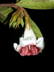 Rothmannia engleriana