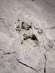 Hydrochoerus hydrochaeris