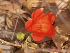 Hibiscus rhodanthus