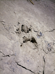 Hydrochoerus hydrochaeris