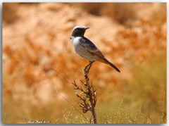 Oenanthe moesta