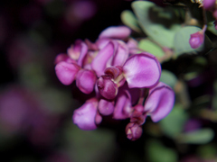 Securidaca longepedunculata